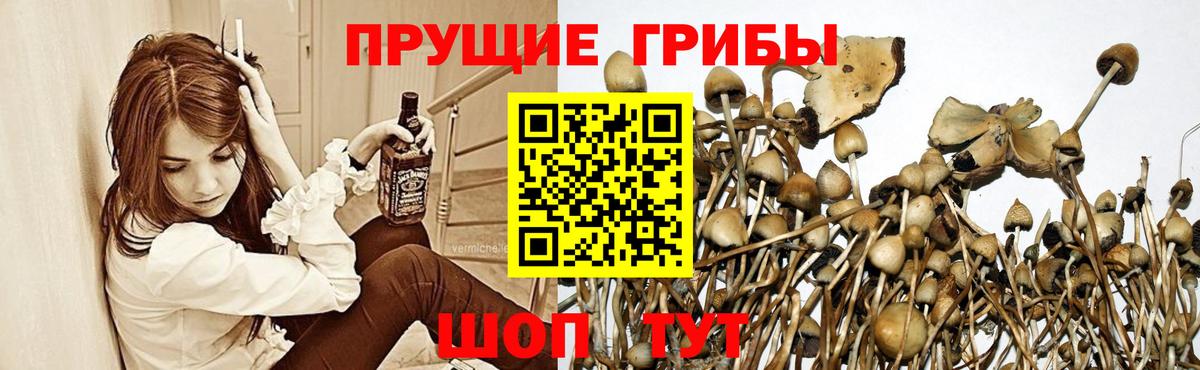 Псилоцибиновые грибы Cubensis Энгельс